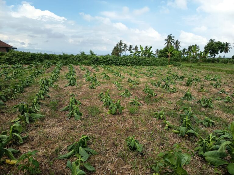 Foto-Sawah-Tembakau